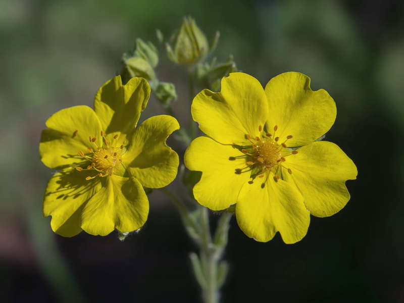 Potentilla hispanica.31