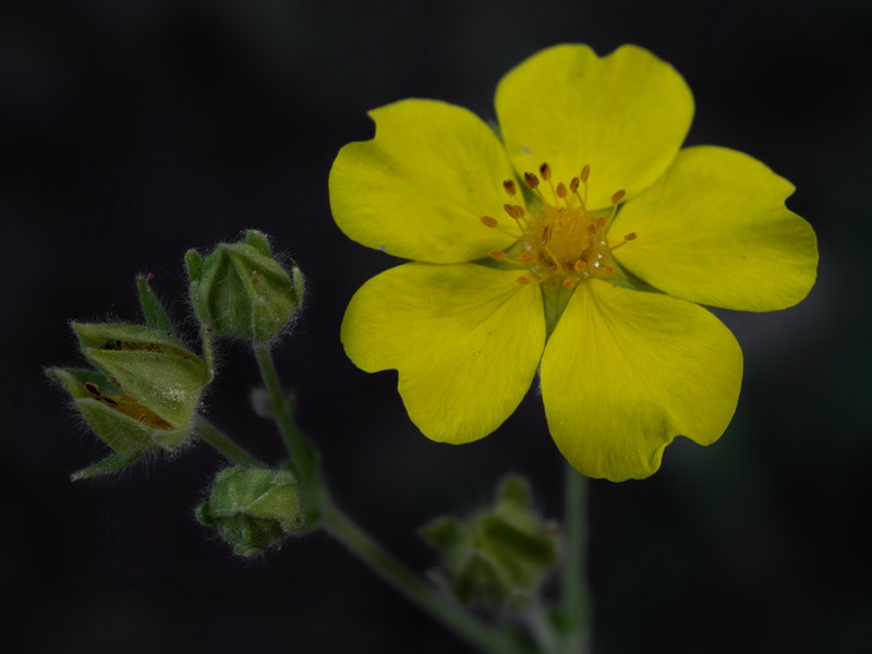 Potentilla hispanica.12