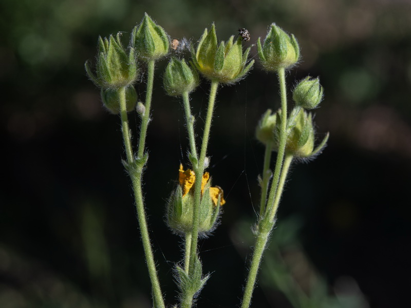 Potentilla hispanica.37