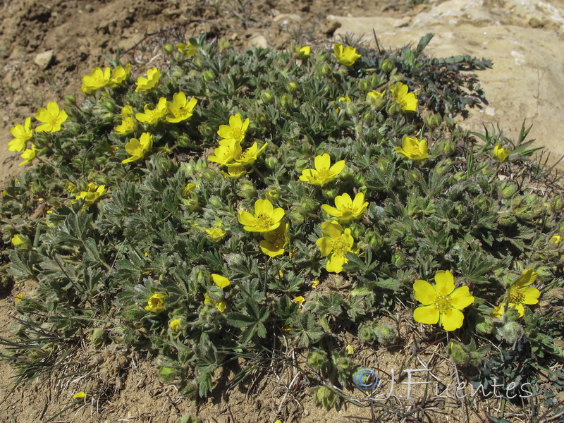 Potentilla neumanniana.02