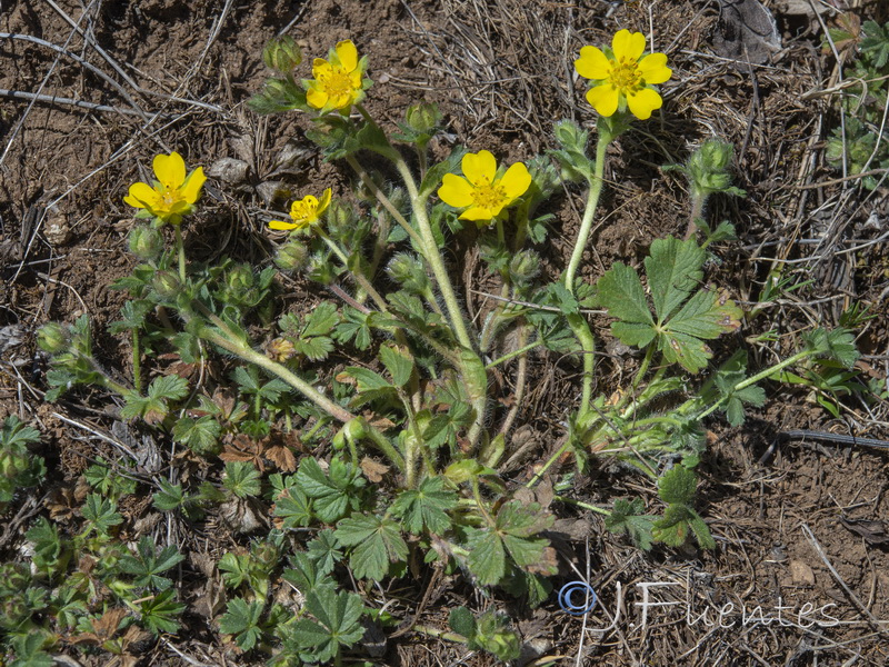 Potentilla neumanniana.03