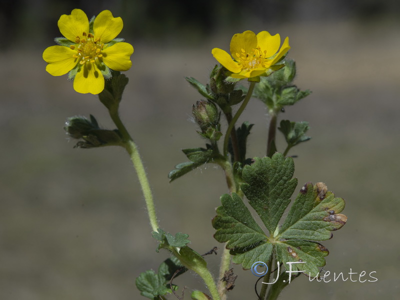 Potentilla neumanniana.04