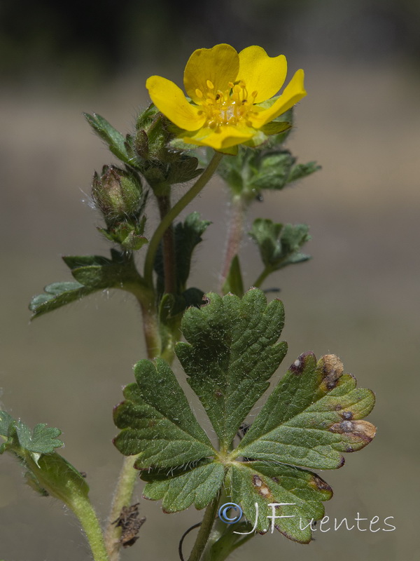 Potentilla neumanniana.06