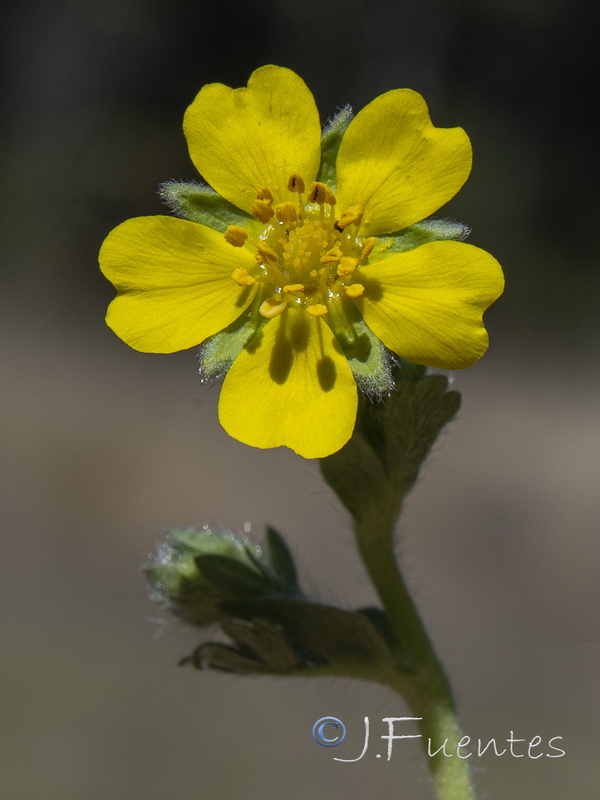 Potentilla neumanniana.07