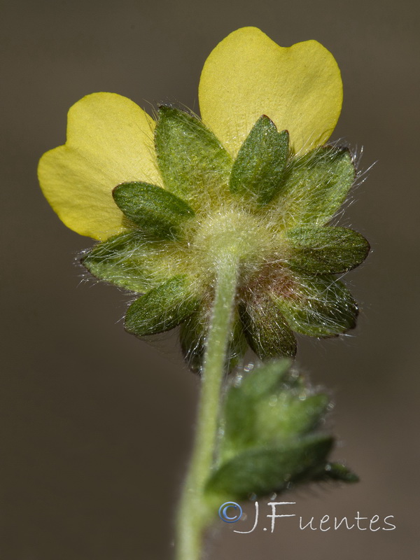 Potentilla neumanniana.08