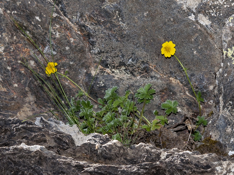 Potentilla nevadensis.01