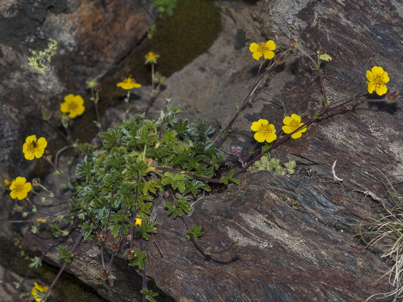 Potentilla nevadensis.02