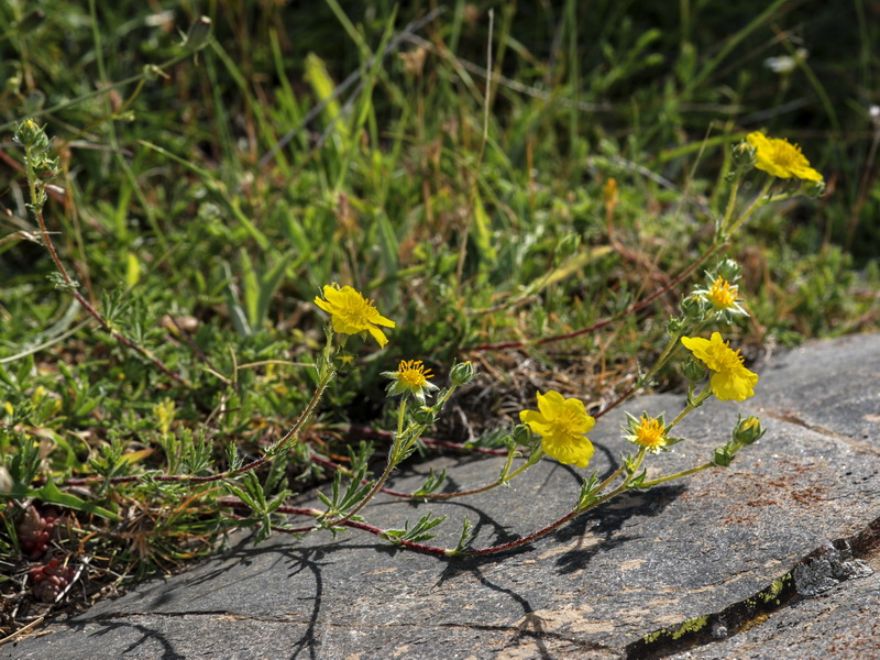 Potentilla nevadensis.04