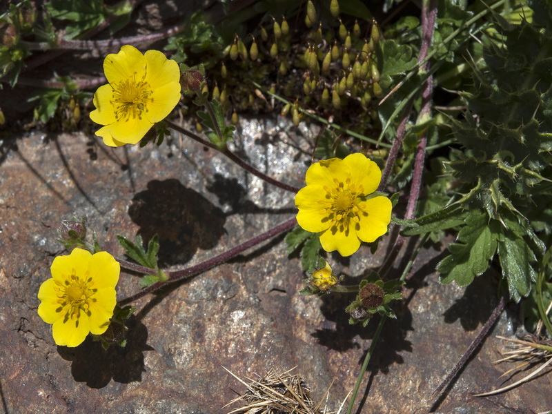 Potentilla nevadensis.05