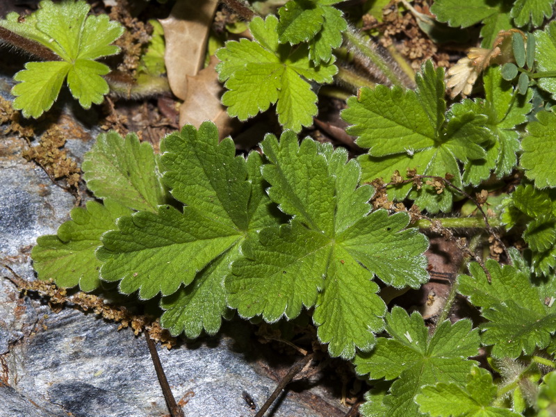 Potentilla nevadensis.06