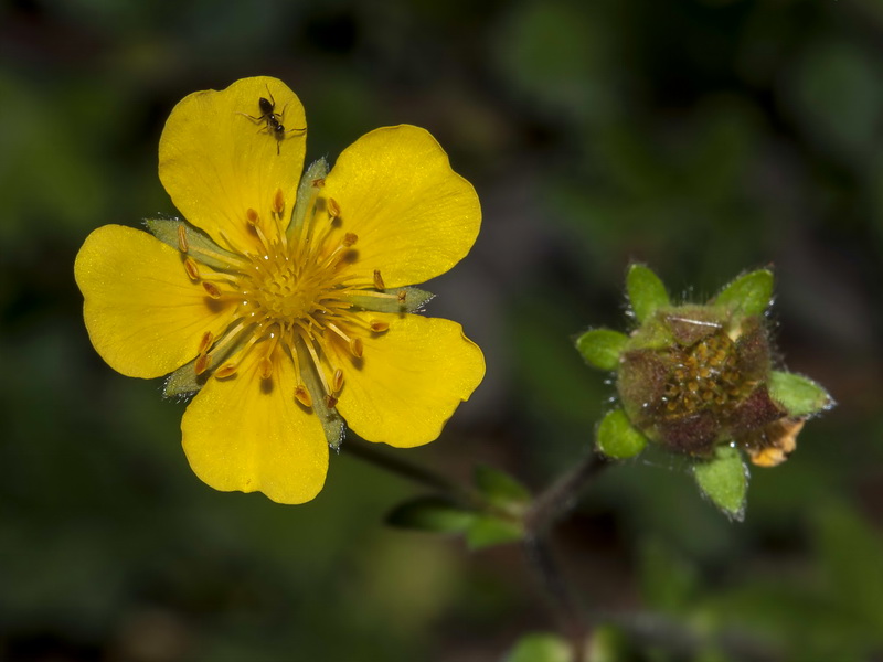 Potentilla nevadensis.11