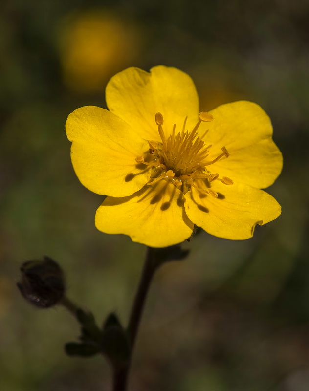 Potentilla nevadensis.14