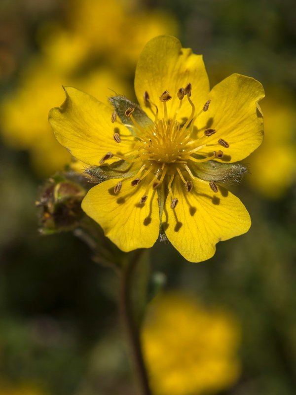 Potentilla nevadensis.15