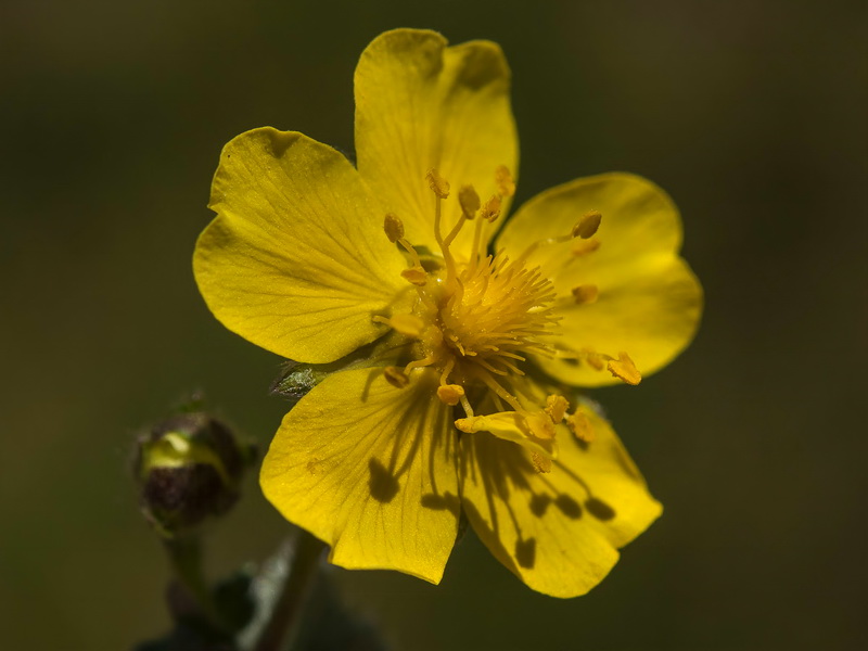 Potentilla nevadensis.17