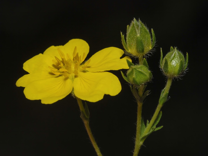 Potentilla nevadensis.18