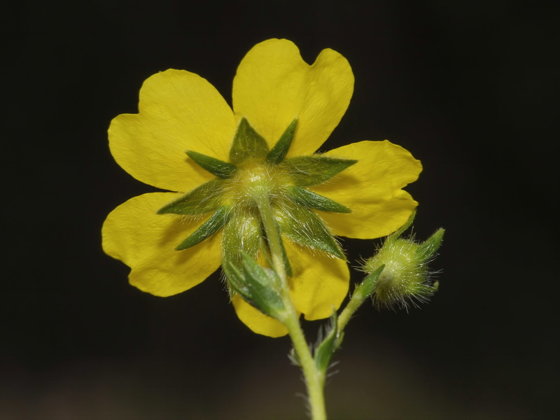 Potentilla nevadensis.19