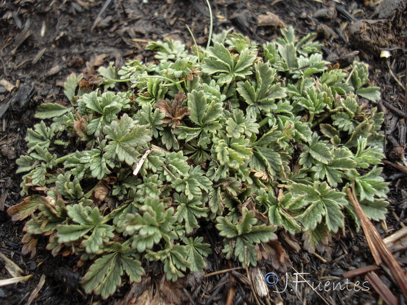 Potentilla nevadensis.20