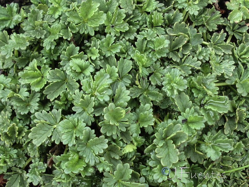 Potentilla nevadensis.21