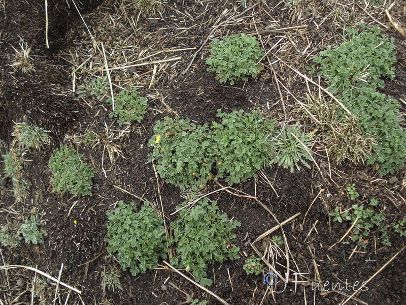 Potentilla nevadensis.23