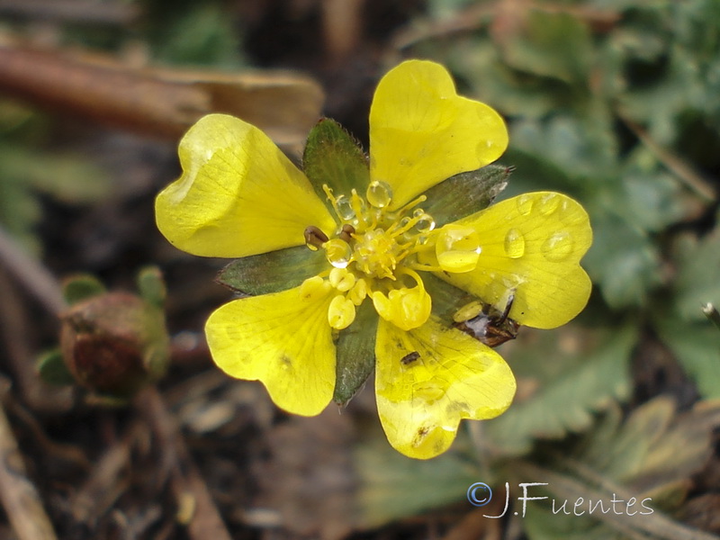 Potentilla nevadensis.24