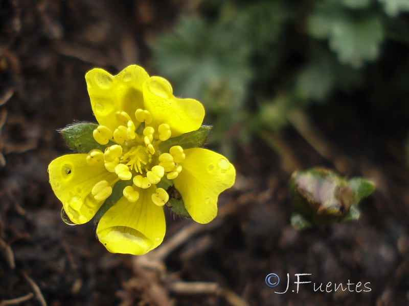 Potentilla nevadensis.27