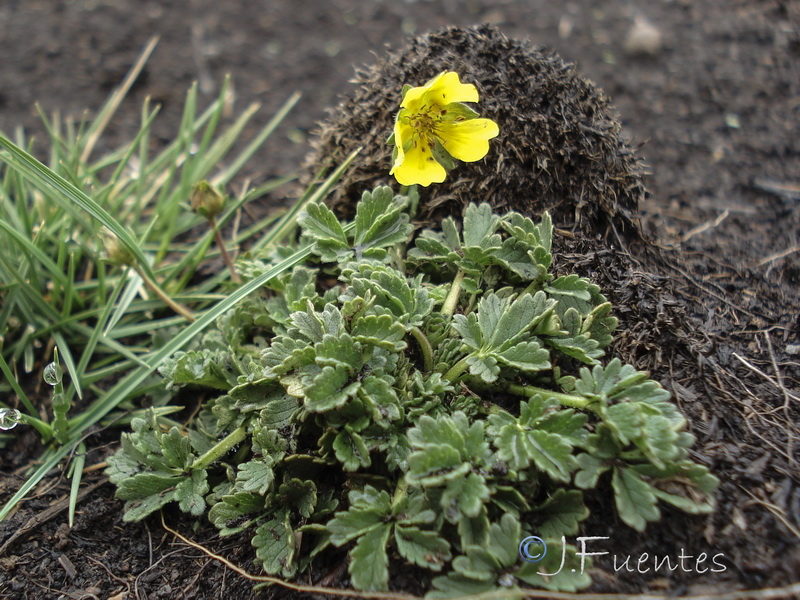 Potentilla nevadensis.28