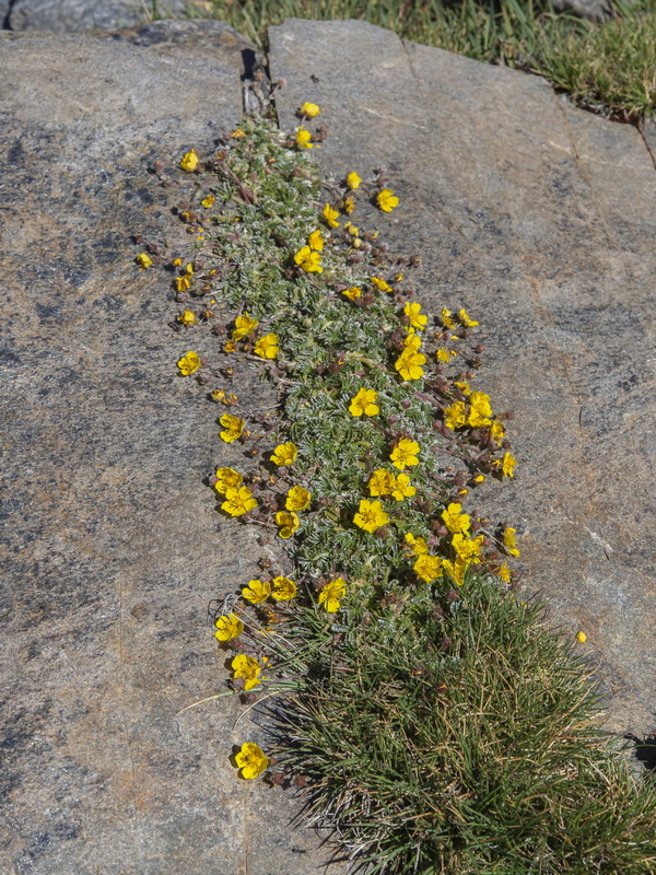Potentilla nevadensis condensata.01