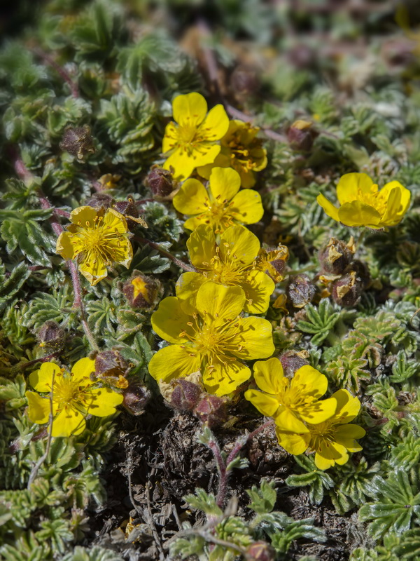 Potentilla nevadensis.04
