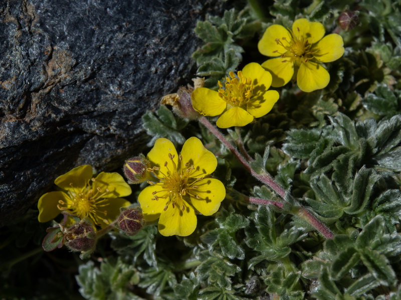 Potentilla nevadensis condensata.09