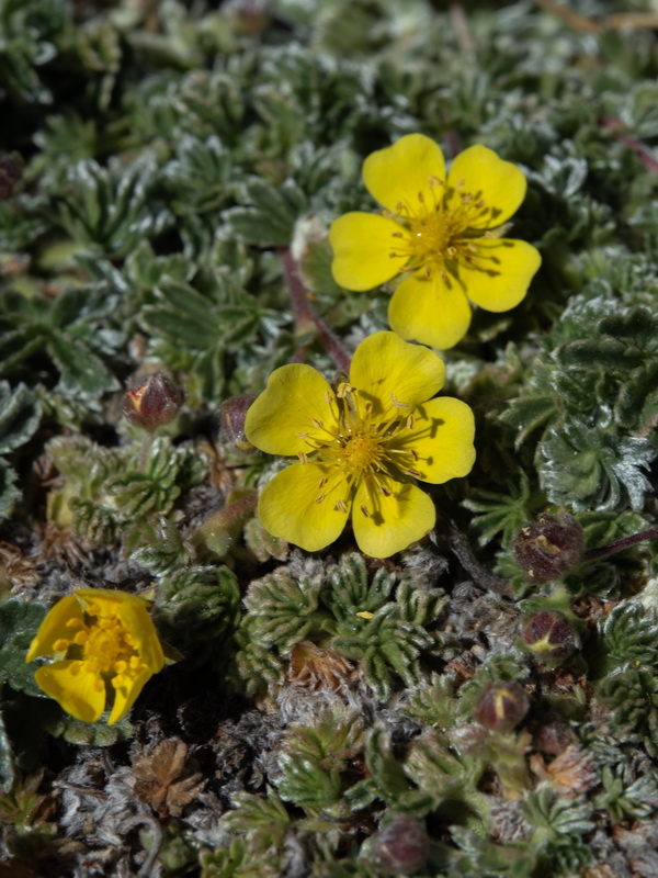 Potentilla nevadensis condensata.10