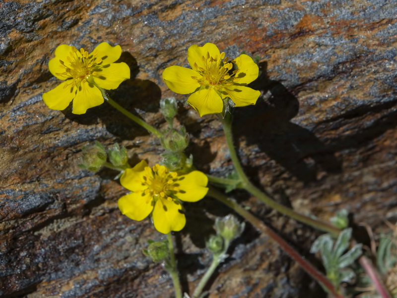 Potentilla nevadensis condensata.11