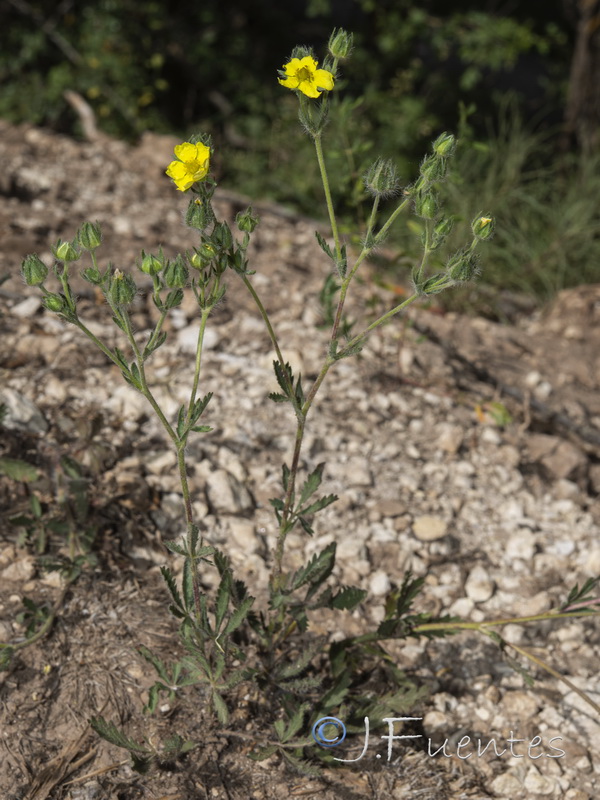 Potentilla recta.01