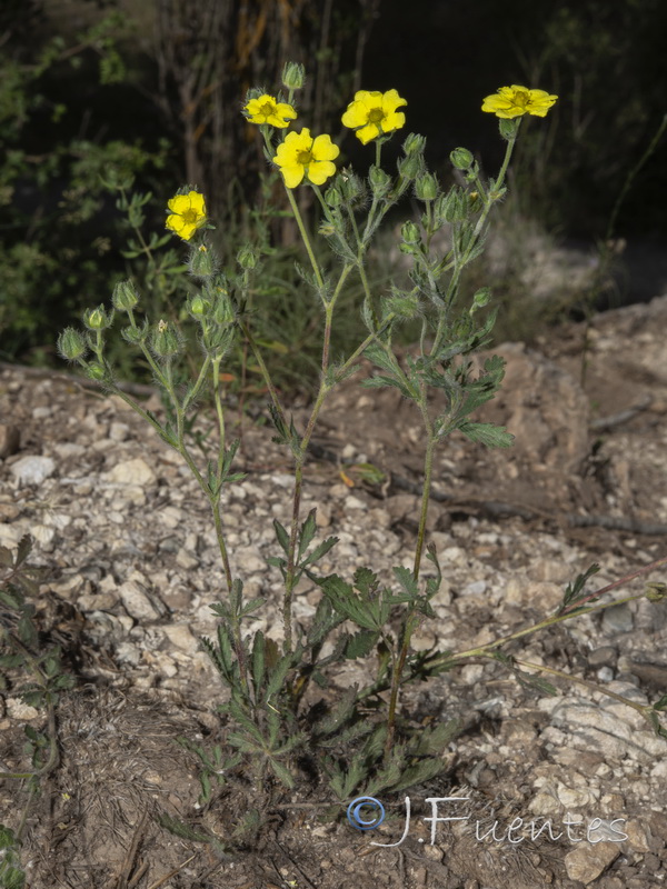 Potentilla recta.02