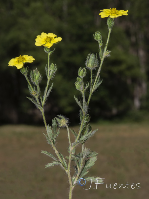 Potentilla recta.04