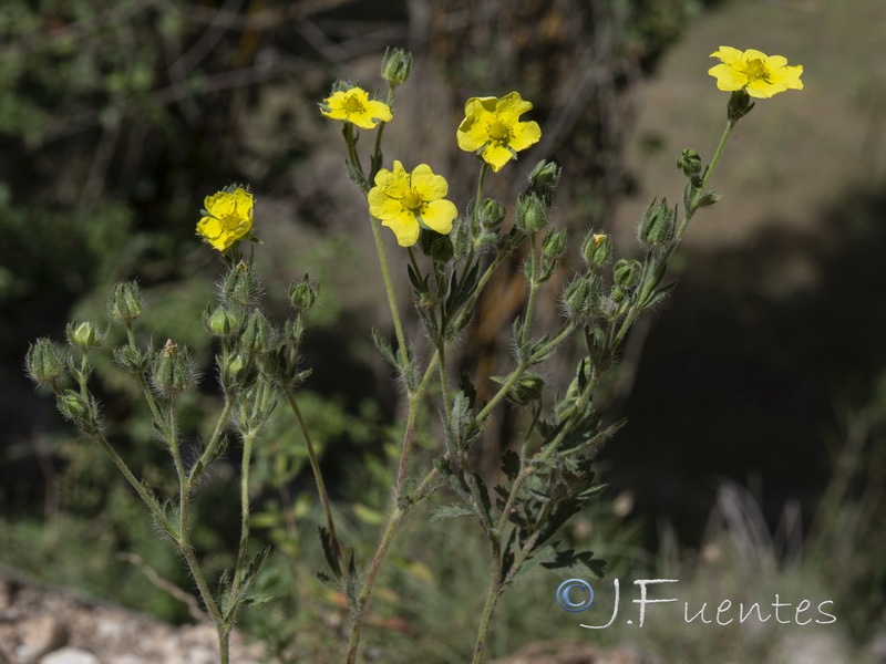 Potentilla recta.05