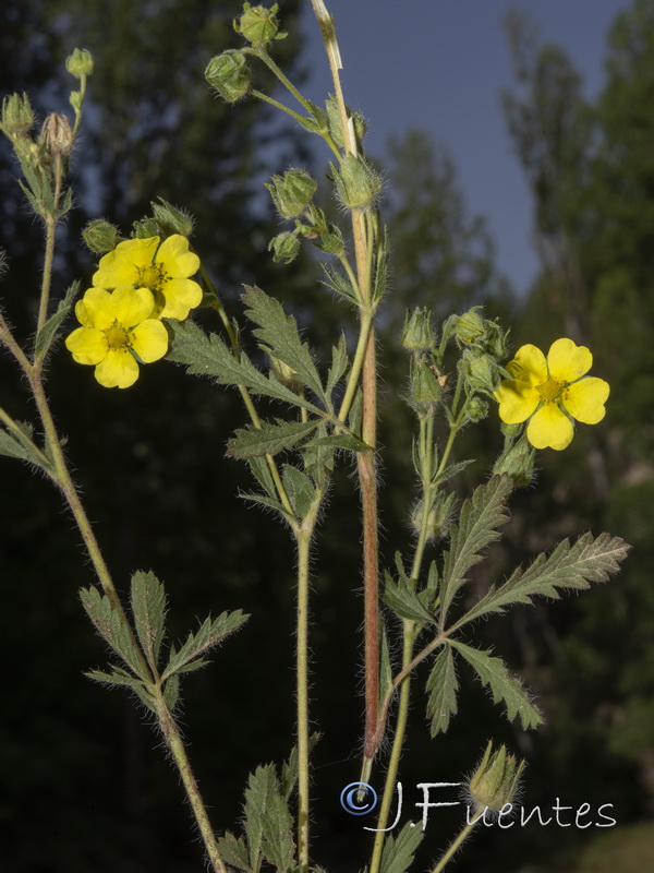 Potentilla recta.06