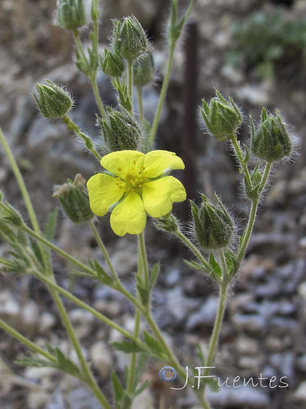 Potentilla recta.08