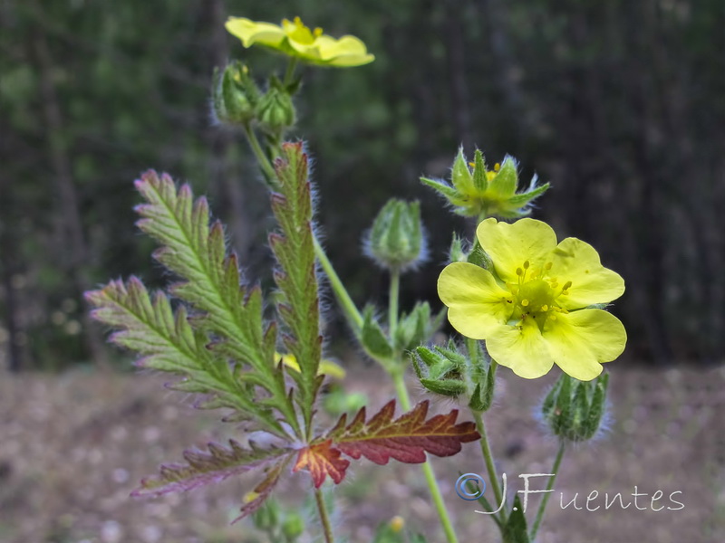 Potentilla recta.09