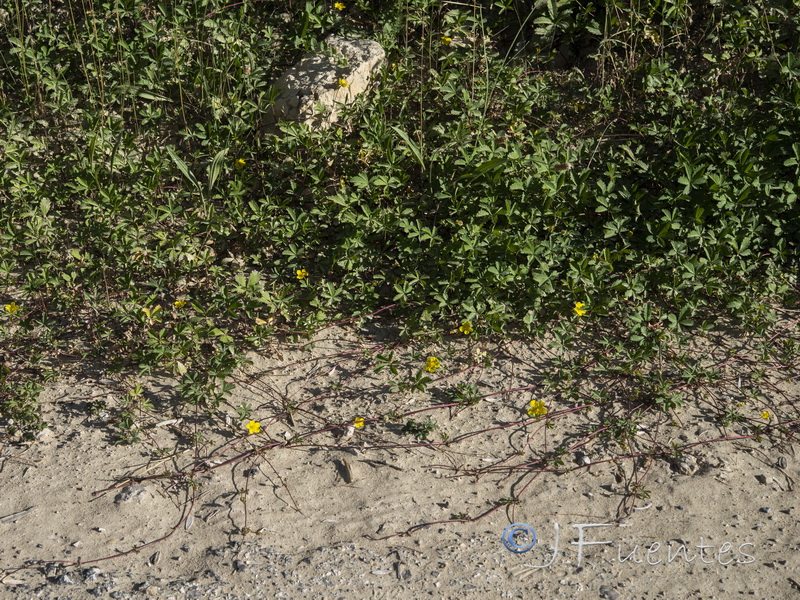 Potentilla reptans.01