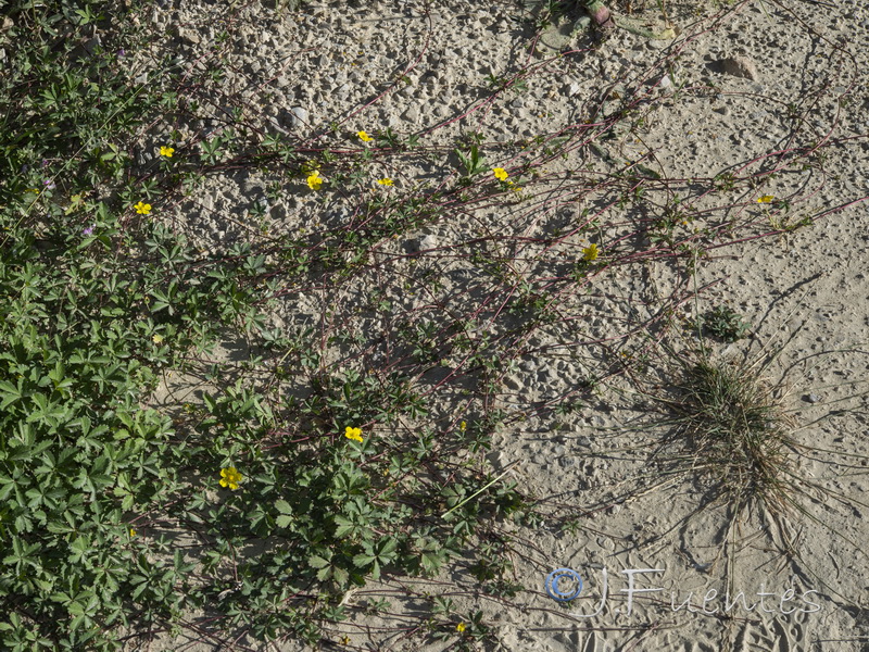 Potentilla reptans.02