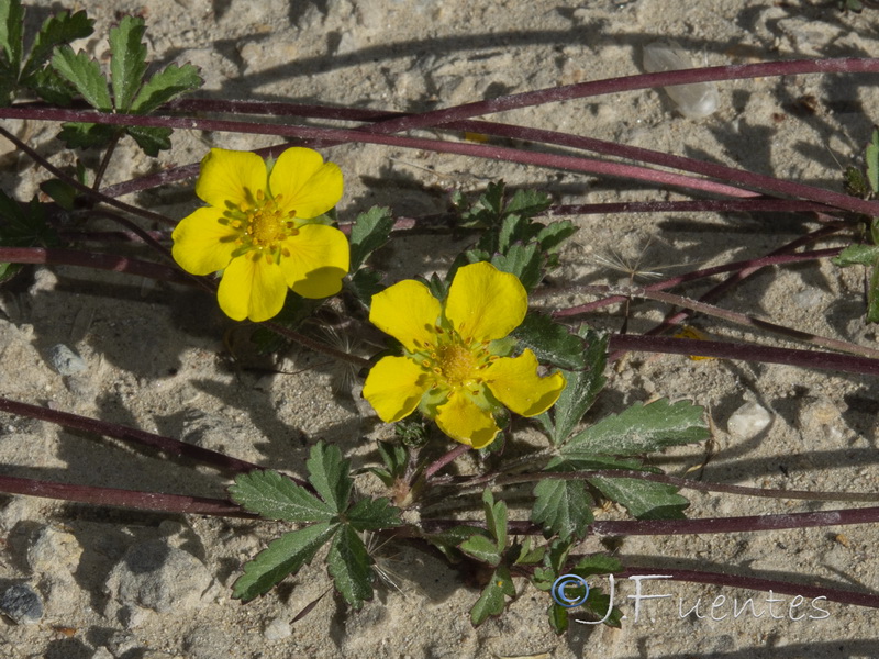 Potentilla reptans.04