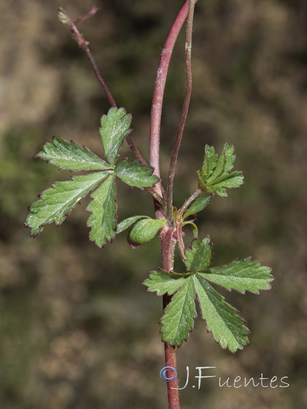 Potentilla reptans.05