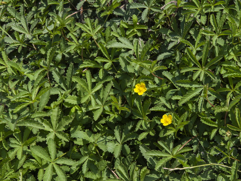 Potentilla reptans.07