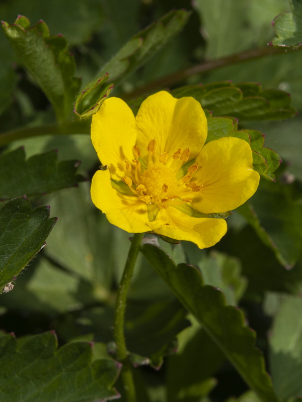 Potentilla reptans.11