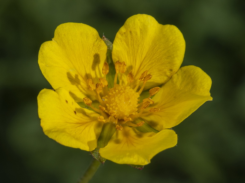 Potentilla reptans.13