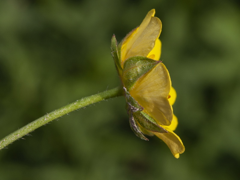 Potentilla reptans.15