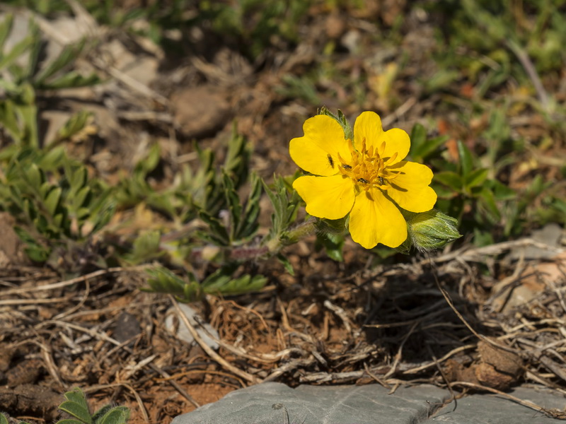 Potentilla reuteri.01