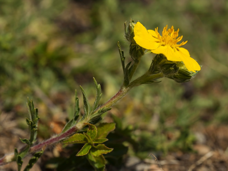 Potentilla reuteri.02
