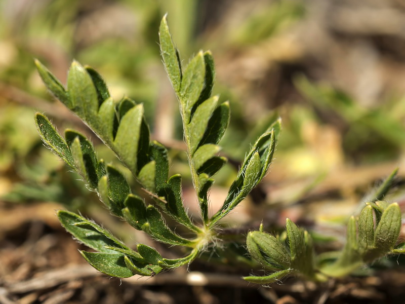 Potentilla reuteri.13