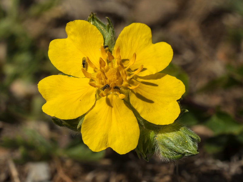 Potentilla reuteri.04